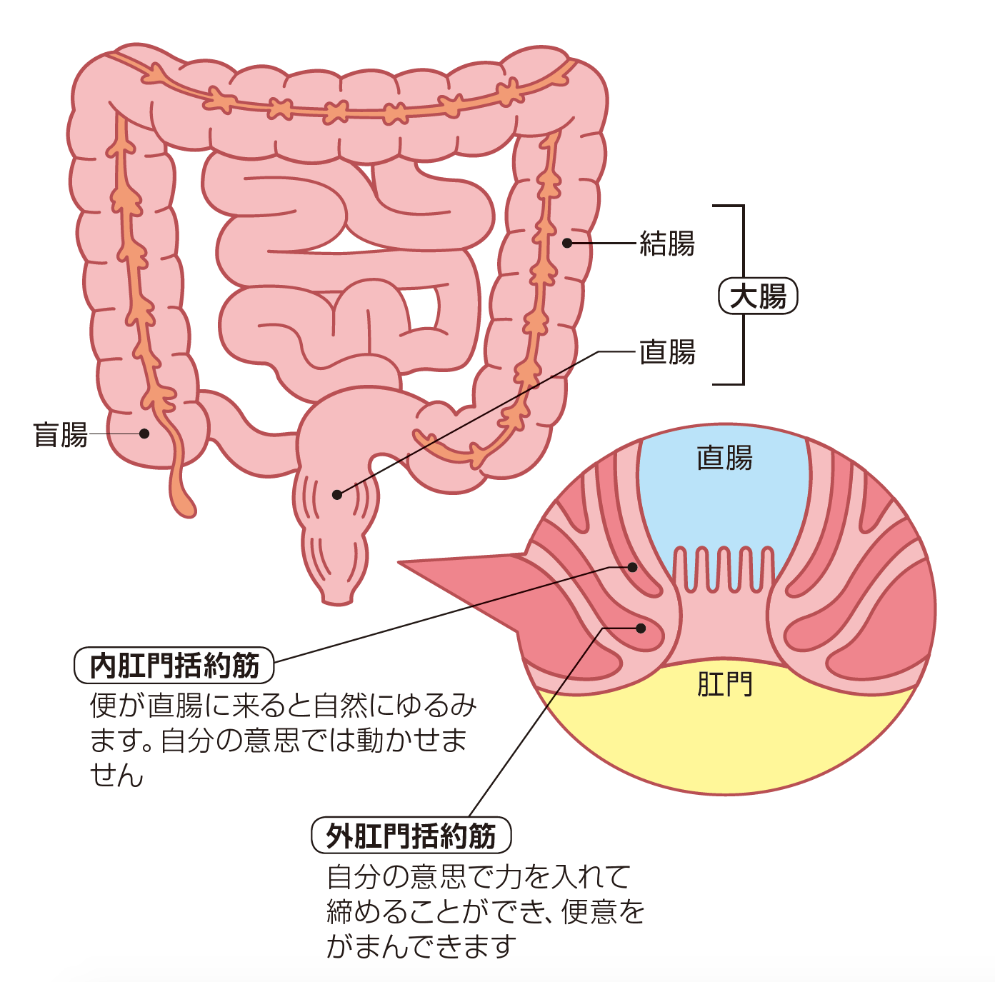 便秘 日本臨床内科医会