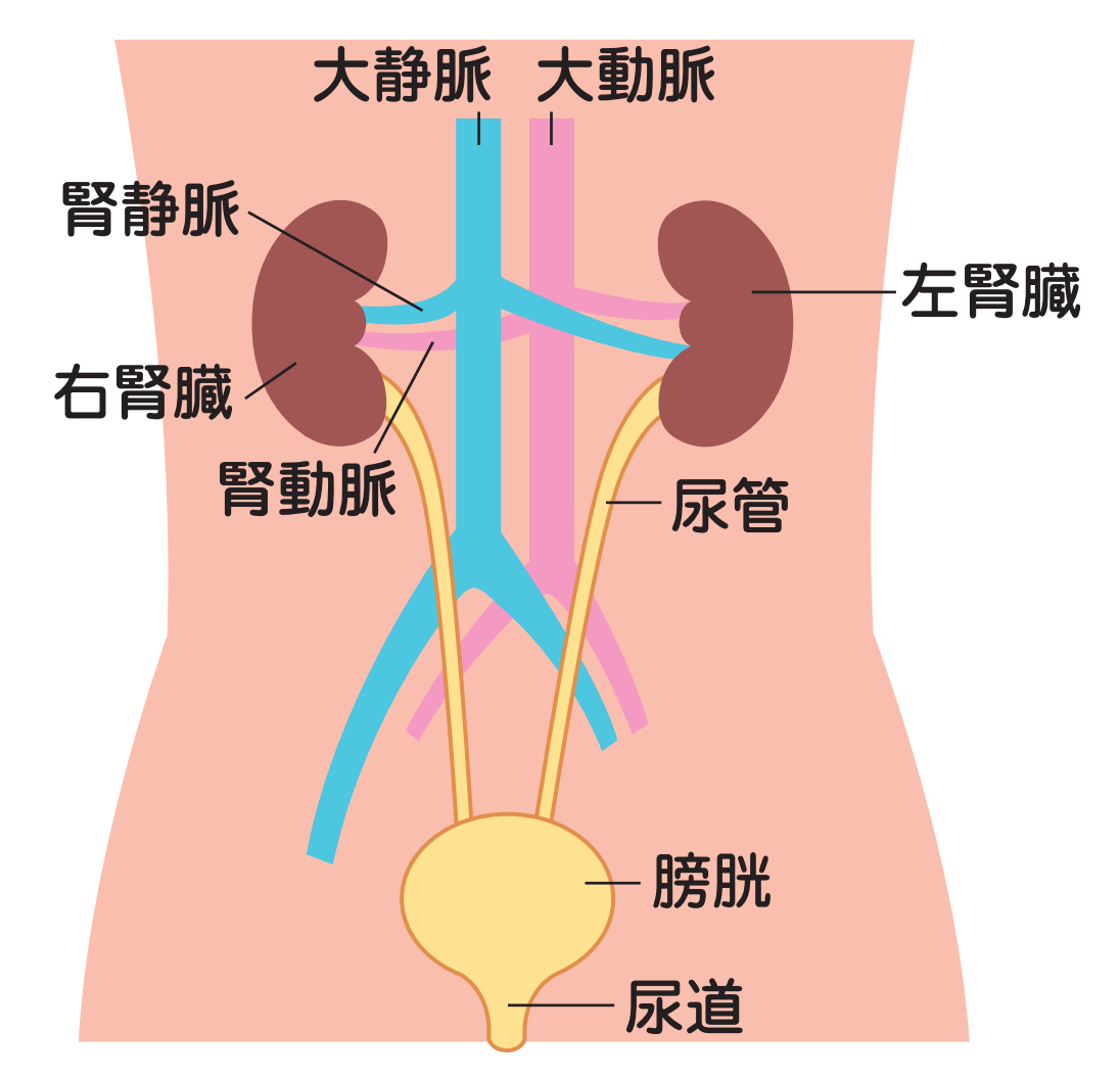 タンパク尿の意味と対策 日本臨床内科医会